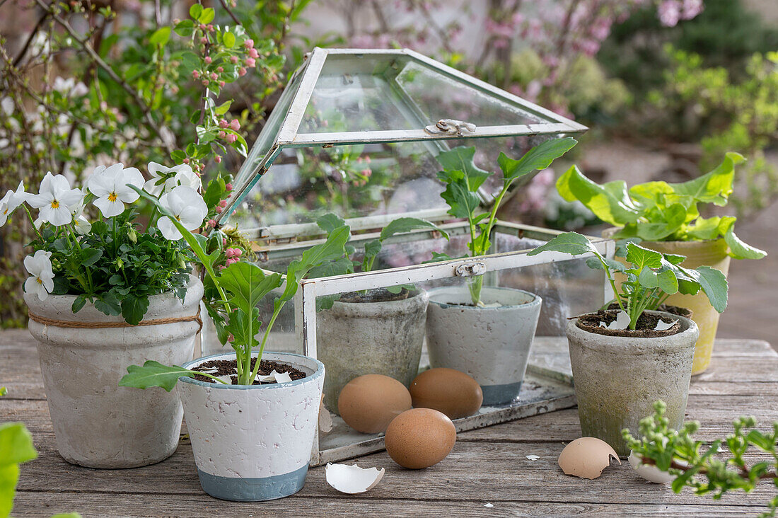 Radish, kohlrabi, lettuce, young plants in a mini glass house and horned violets (Viola cornuta) in a pot, with eggs on a garden table