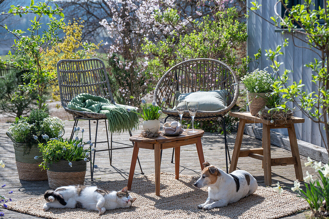 Traubenhyazinthe 'Mountain 'Lady', Rosmarin, Thymian, Oregano, Steinbrech in Pflanztöpfen, Katze und Hund auf der Terrasse vor Sitzplatz