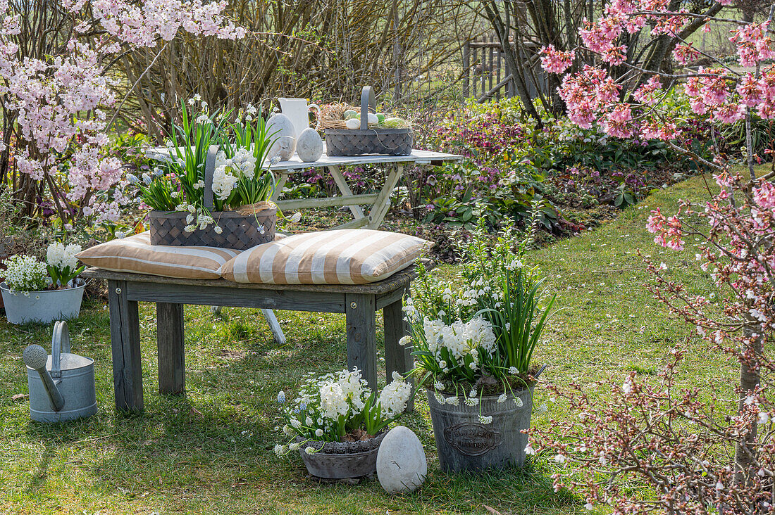 Hyazinthen (Hyacinthus), Märzenbechern, Traubenhyazinthen (Muscari) in Töpfen und Ostereiern im Garten vor blühenden Sträuchern mit Blutpflaume 'Nigra' und Gartentisch