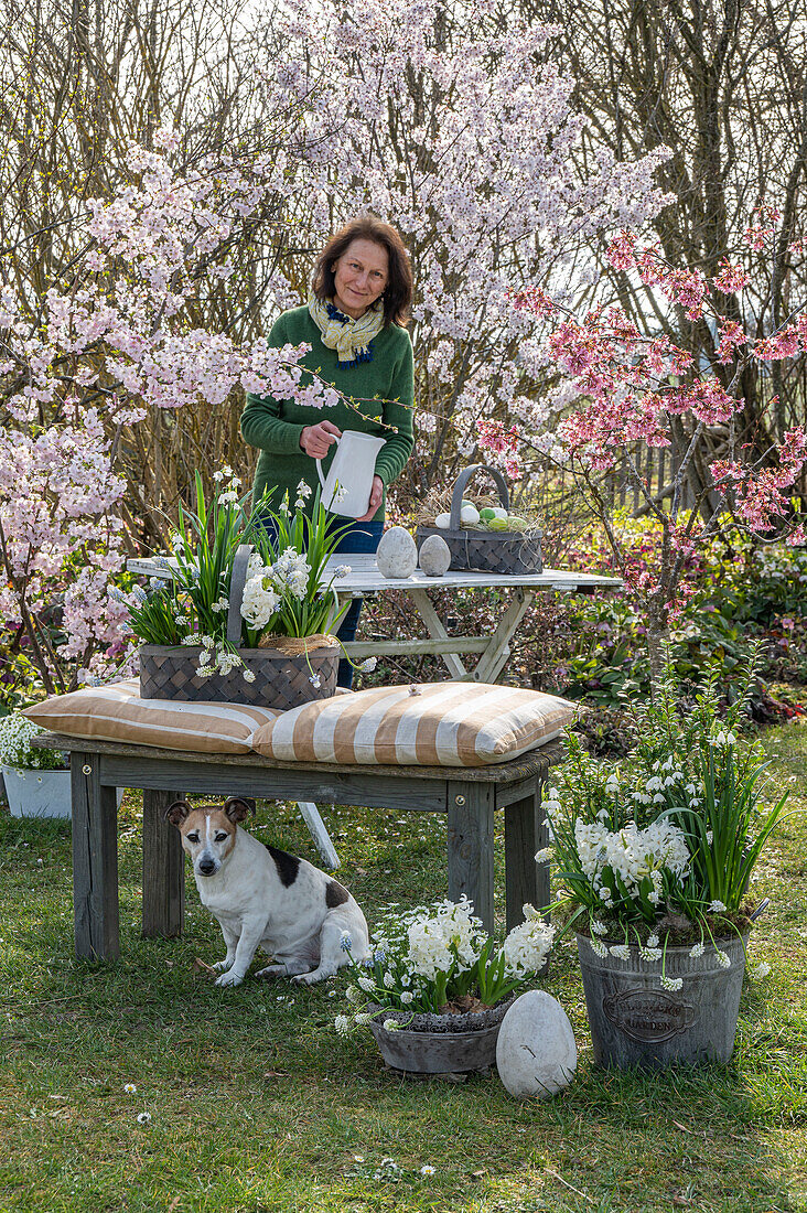 Hyazinthen (Hyacinthus), Märzenbechern, Traubenhyazinthen (Muscari) in Töpfen und Ostereiern im Garten vor blühenden Sträuchern mit Blutpflaume 'Nigra', Frau und Hund