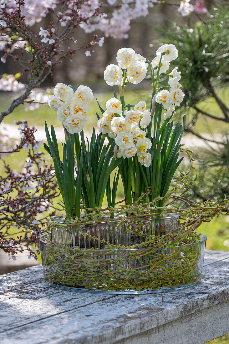 Strauß-Narzisse, Tazetten 'Bridal Crown' (Narcissus) in Blumentopf aus Glas auf Gartentisch