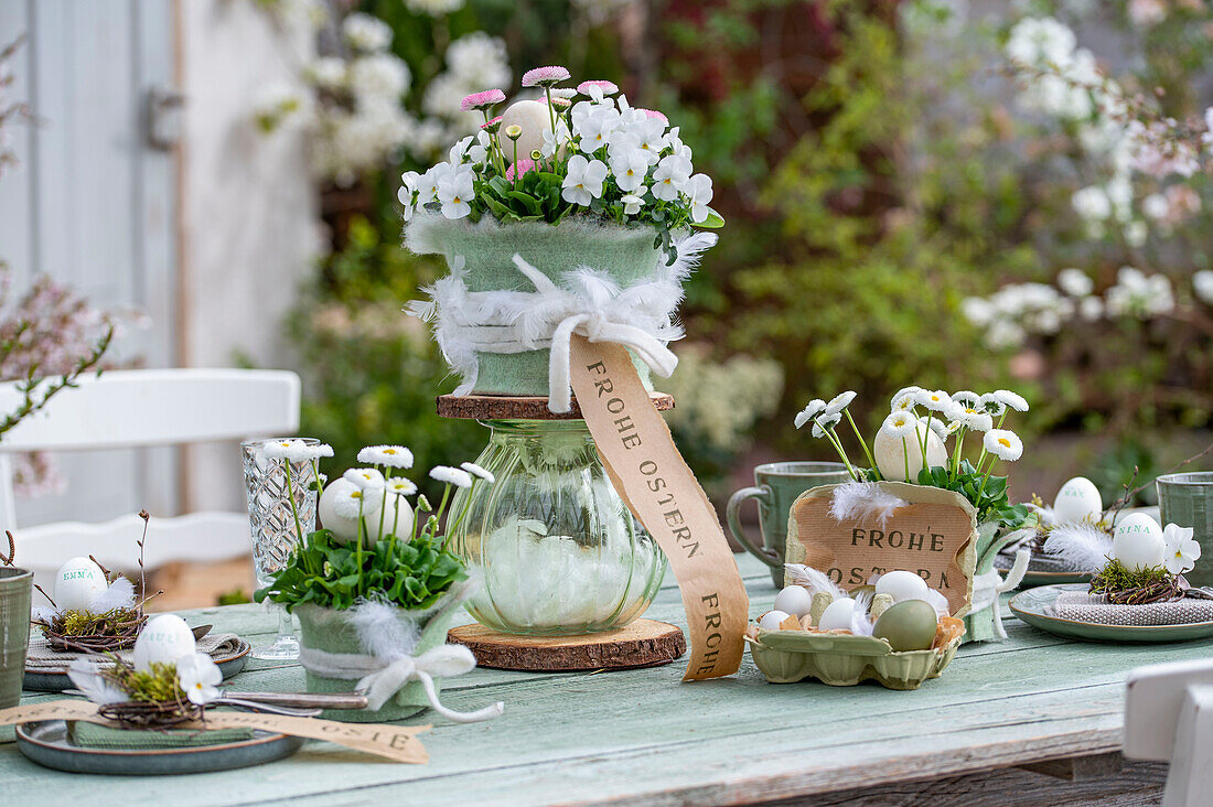 Horned violets (Viola Cornuta) and daisies (Bellis) in pots with Easter eggs and feathers on an Easter table setting