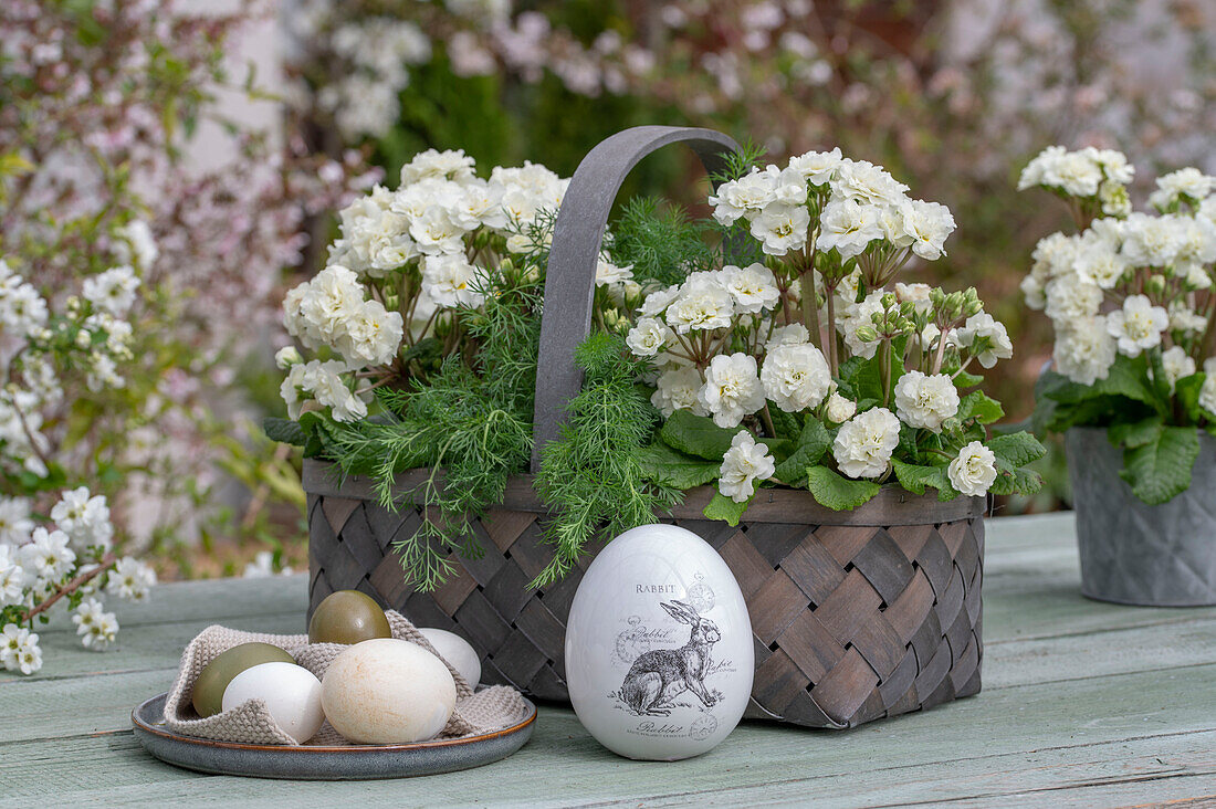 Gefärbte Ostereier auf Teller, Dill und weiße Primeln 'Frosty White' (Primula) im Bastkorb auf Terrassentisch