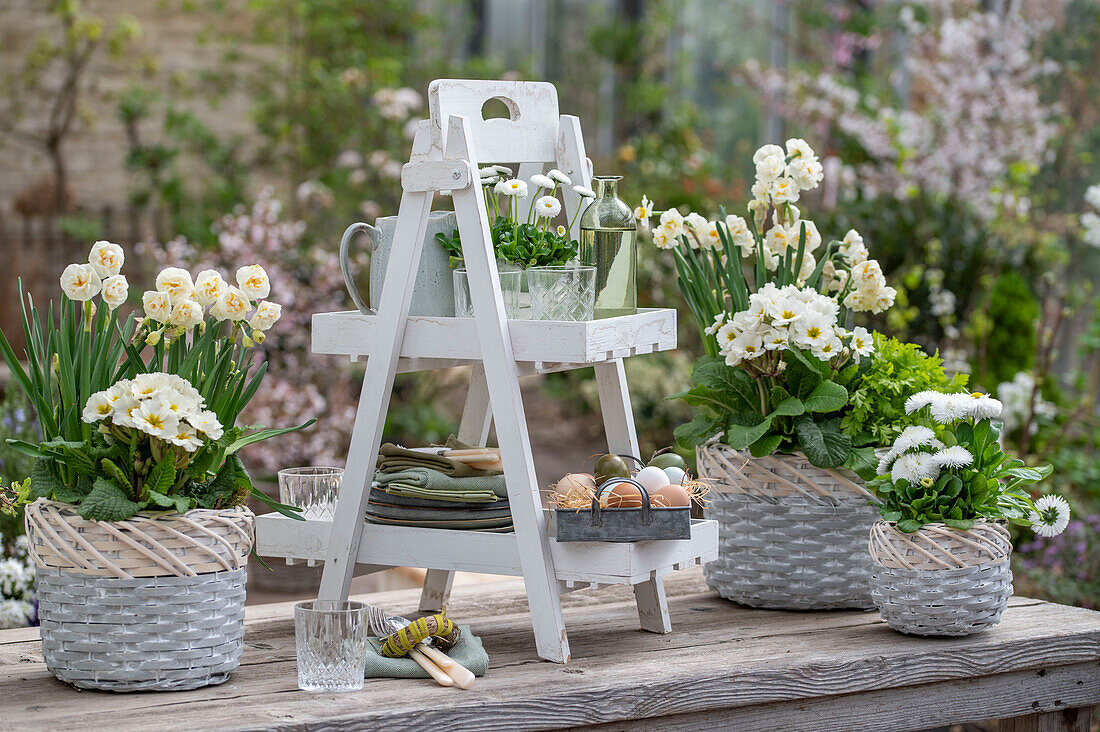 Daffodil 'Bridal Crown', daisies (Bellis) and primroses (Primula) in pots on an etagere with colored Easter eggs on metal tray, napkins and glasses