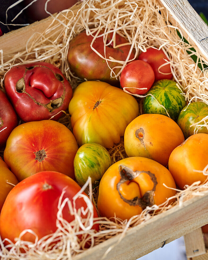 Freshly harvested organic tomatoes