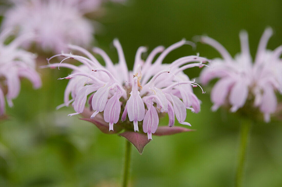 Indianernessel (Monarda bradburiana)