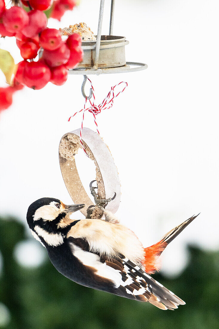 Woodpecker at the feeder