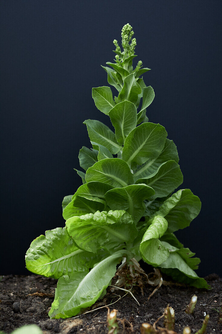 Geschossener Kopfsalat