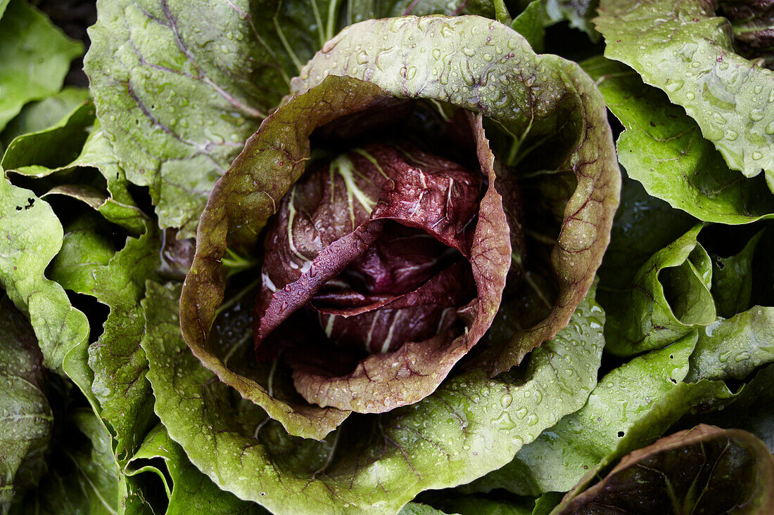 Radicchio aus dem Feld