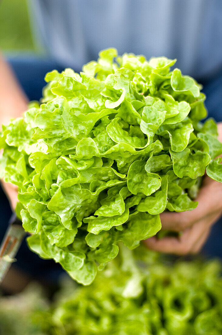 Hands holding fresh salad