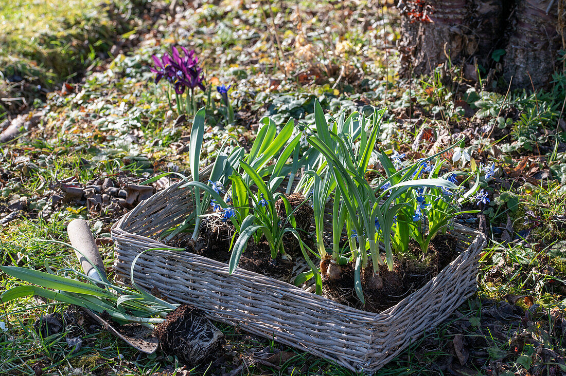 Spring flowers in a garden basket, ready for planting - bluestem, snowdrops