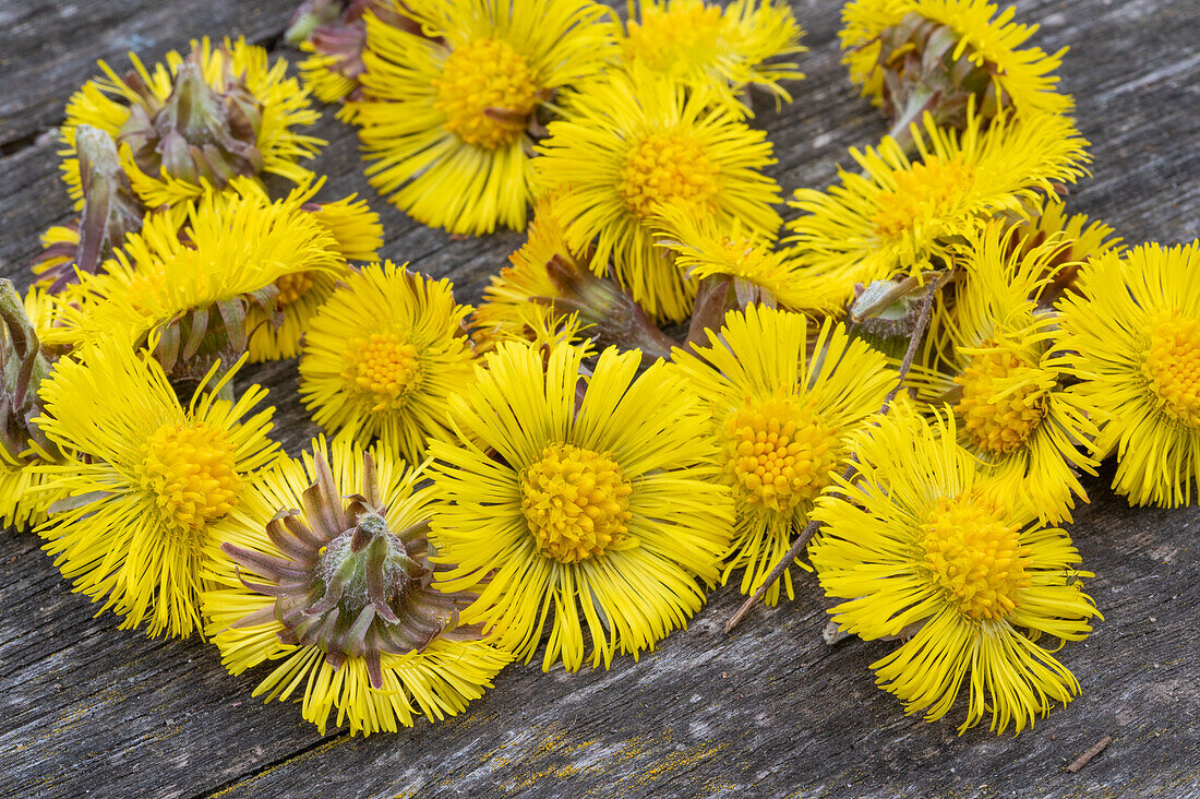 Flowering coltsfoot (Tussilago farfara) on a rustic wooden base