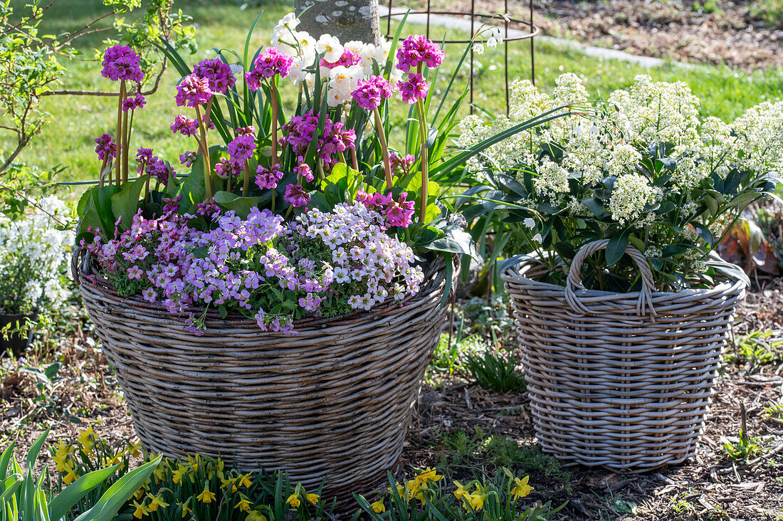 Frühlingsblumen in Flechtkörben im sonnigen Garten - Narzissen 'Bridal Crown', Skimmie 'Finchy', Steinbrech, Gänsekresse 'Pink Gem', Knotenblume 'Gravetye Giant', Bergenie 'Abendkristall'