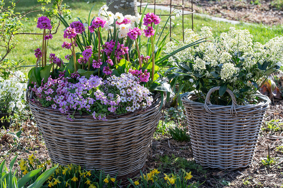 Spring flowers in wicker baskets in the sunny garden - daffodils 'Bridal Crown', skimmia 'Finchy', saxifrage, daisy 'Pink Gem', knot flower 'Gravetye Giant', bergenia 'Abendkristall'