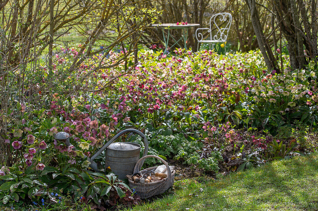 Blühende Lenzrosen (Helleborus Orientalis) im Gartenbeet mit Gießkanne und Werkzeugkorb