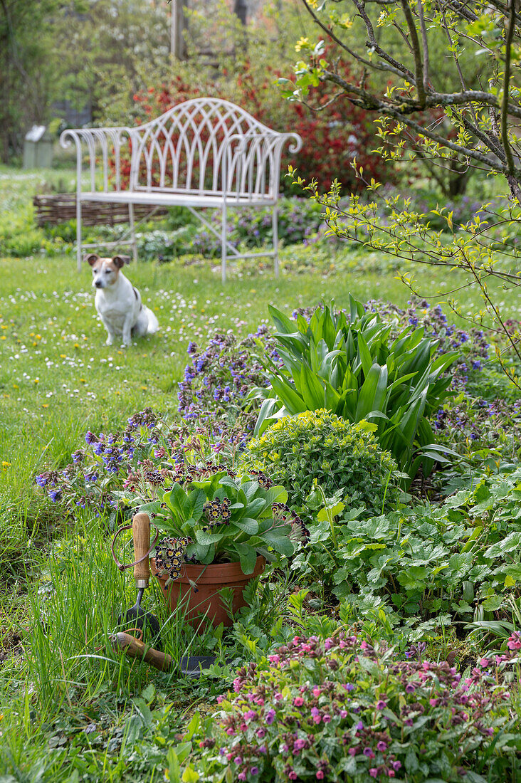 Lungwort (Pulmonaria) and cushion spurge (Euphorbia polychroma) in a garden bed in front of garden bench and dog