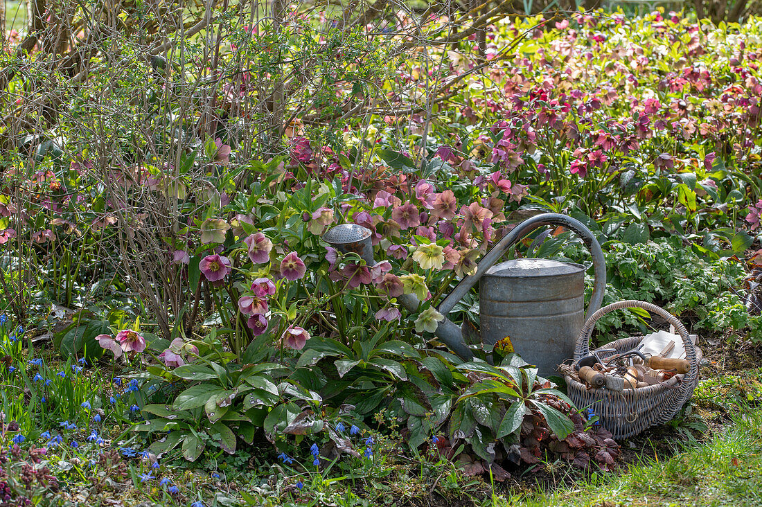 Blooming spring roses (Helleborus Orientalis)