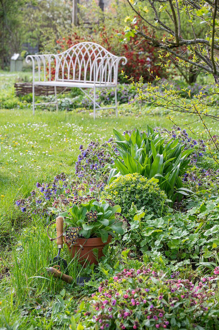 Lungwort (Pulmonaria) and spurge (Euphorbia polychroma) in the bed in front of the garden bench