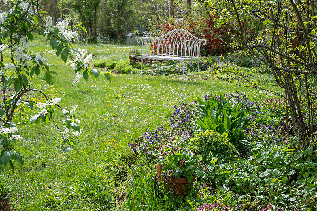 Lungwort (Pulmonaria) and spurge (Euphorbia polychroma) in the bed in front of garden bench