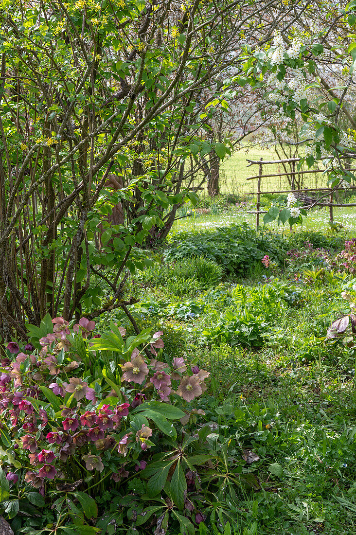 Blooming spring roses (Helleborus Orientalis) in the garden in the bed