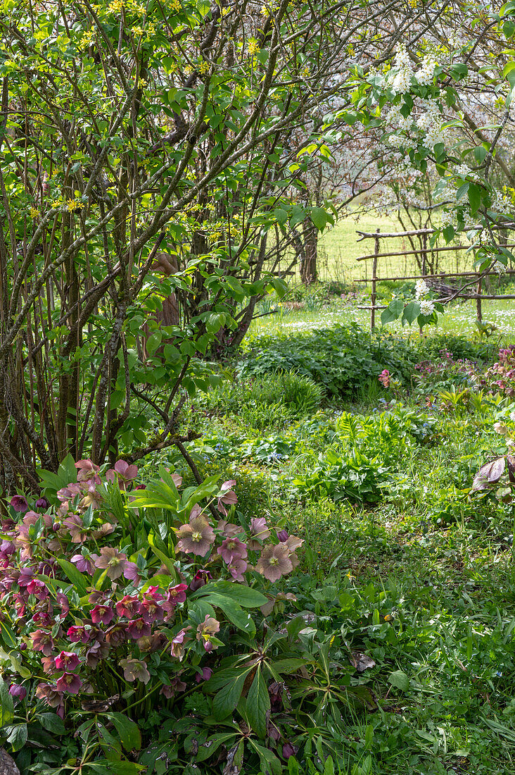 Lenzrosen (Helleborus Orientalis) im Garten im Beet