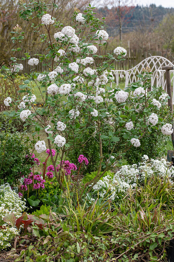 Frühlingshafte Gartenansicht - Osterschneeball 'Anne Russell', Waldsimse, Bergenie 'Abendkristall', Schleifenblume 'Candy Ice', Gänsekresse 'Alabaster'