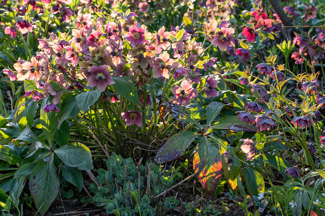 Spring roses (Helleborus) in the spring garden at sunset