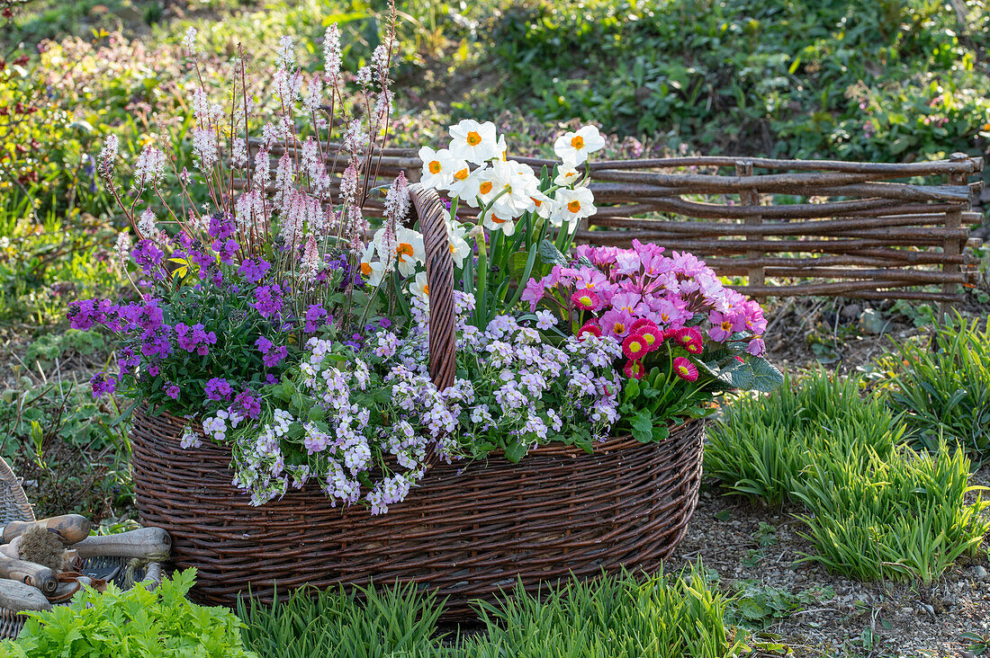 Colourful spring flower basket in the garden in sunlight - daffodils 'Geranium', heart-leaved foamflower 'Pink Torch', daisies, primrose 'Lilac', daisy cress 'Pink Gem', gold lacquer 'Lilac'
