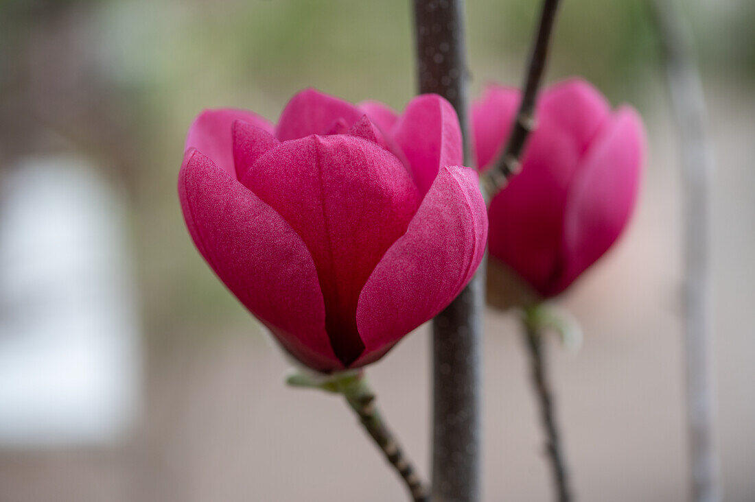 Tulip magnolia (Magnolia Soulangeana) 'Black Tulip', portrait
