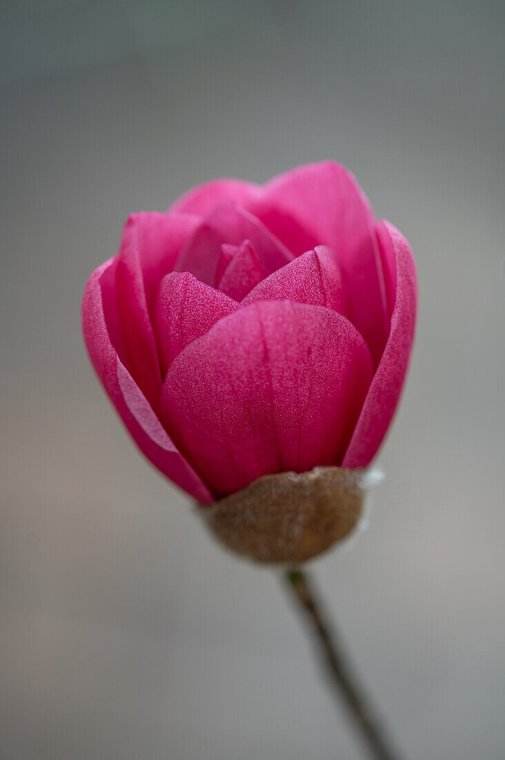 Tulip magnolia (Magnolia Soulangeana) 'Black Tulip', portrait