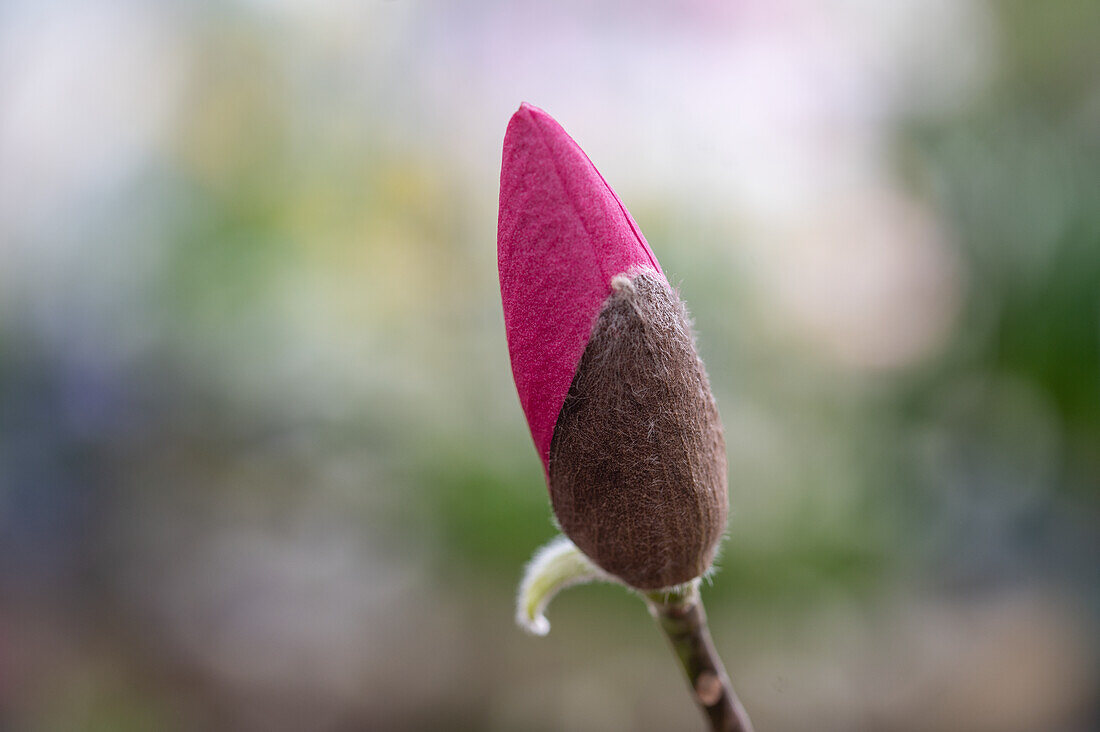 Tulip magnolia (Magnolia Soulangeana) 'Black Tulip', portrait