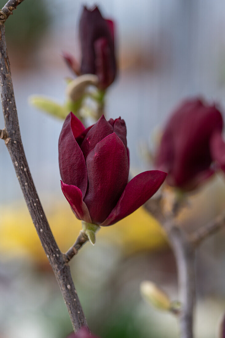 Tulip magnolia 'Genie' (Magnolia Soulangeana), flower portrait