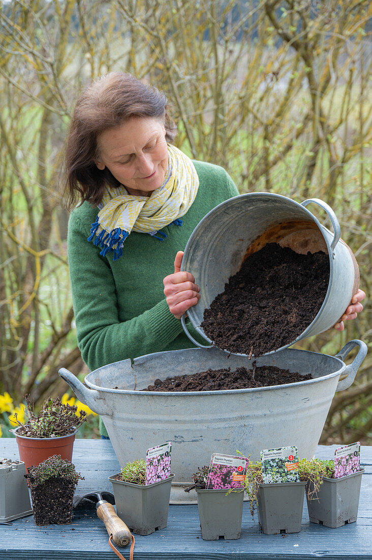 Zinkwanne bepflanzen mit Thymian 'Coccineus', Polster Seifenkraut und Natternkopf (Echium)