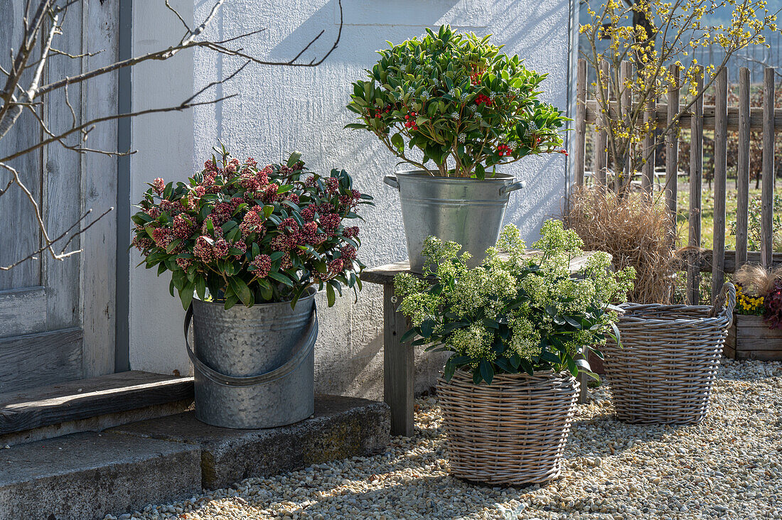 Japanese skimmia 'Rubella', 'Pabella', 'Finchy' in pots on the patio (Skimmia)