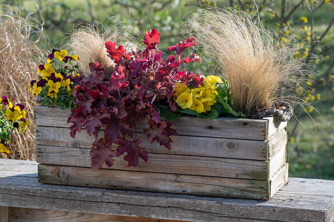 Wooden box with purple bells (Heuchera), feather grass, horned violets (Viola cornuta)