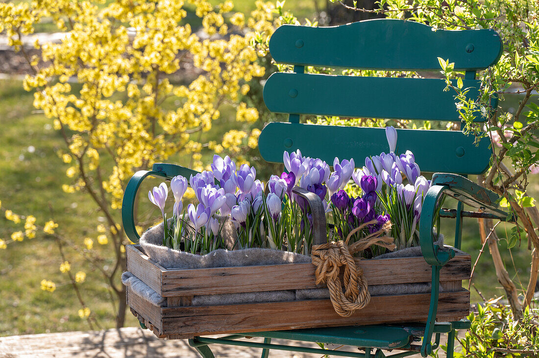 Box with crocus plants (crocus) for planting