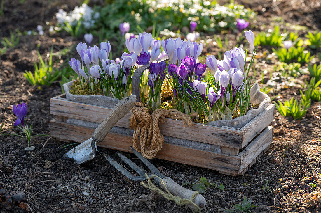 Box with crocus plants (crocus) for planting