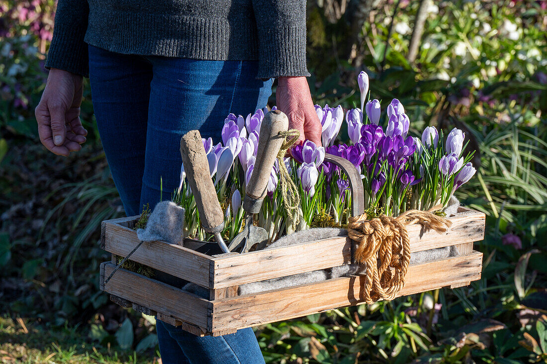 Frau trägt Kiste mit Krokuspflänzchen (Krokus) zum einpflanzen