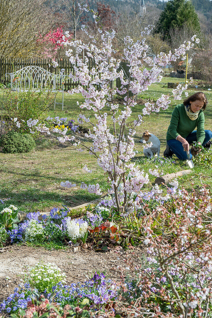 Flowering ornamental cherry 'Accolade' (Prunus subhirtella) in the flower bed and woman with dog gardening in the garden