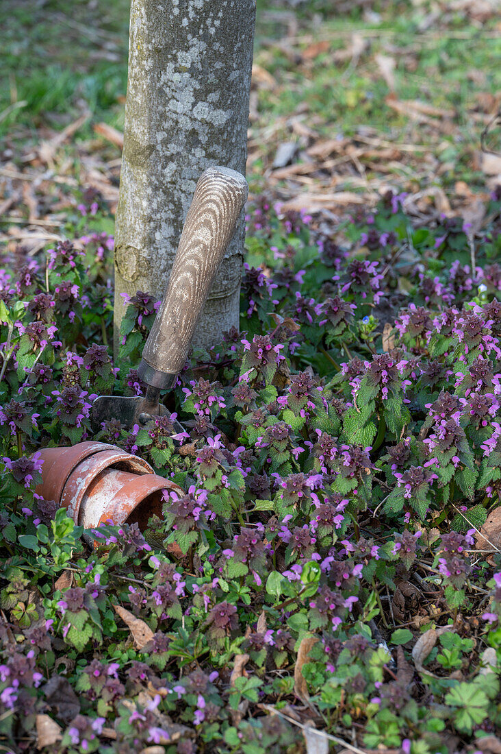 Purple deadnettle (Lamium) on forest floor