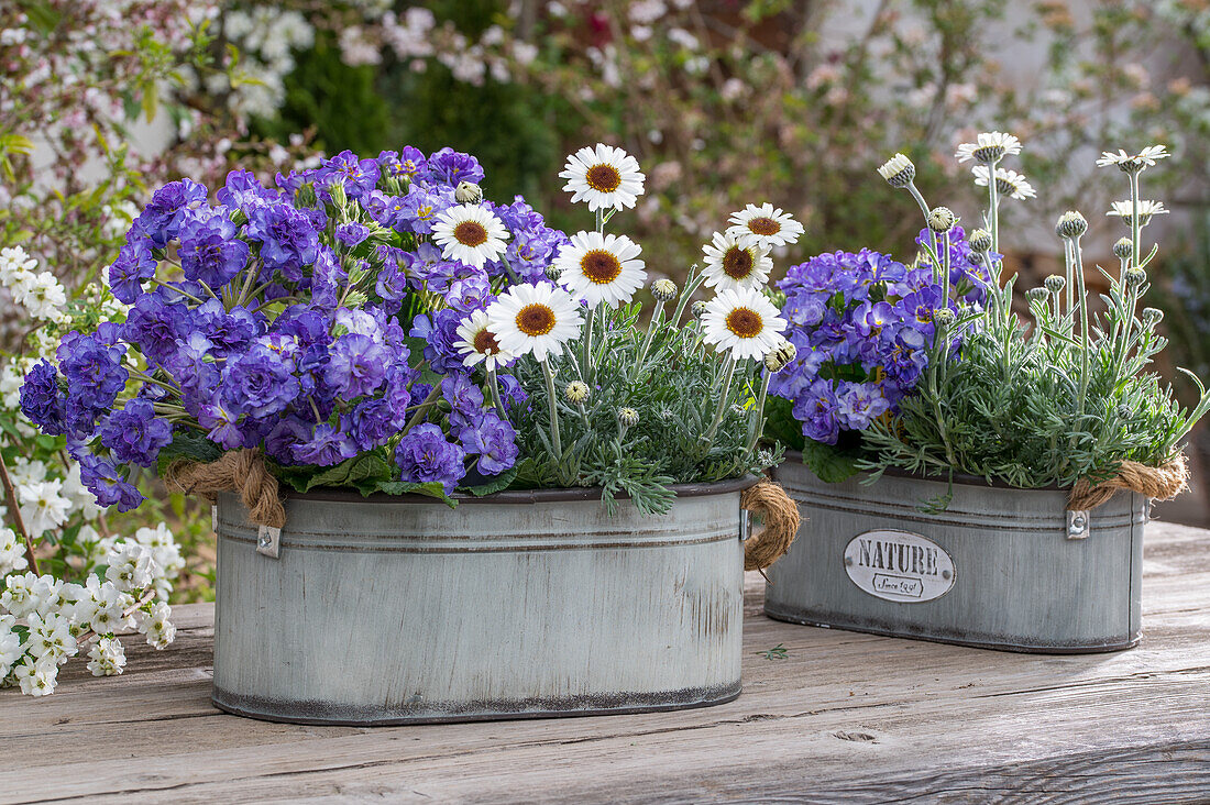 Moroccan daisy (Leucanthemum) and purple primroses in metal tubs on the patio