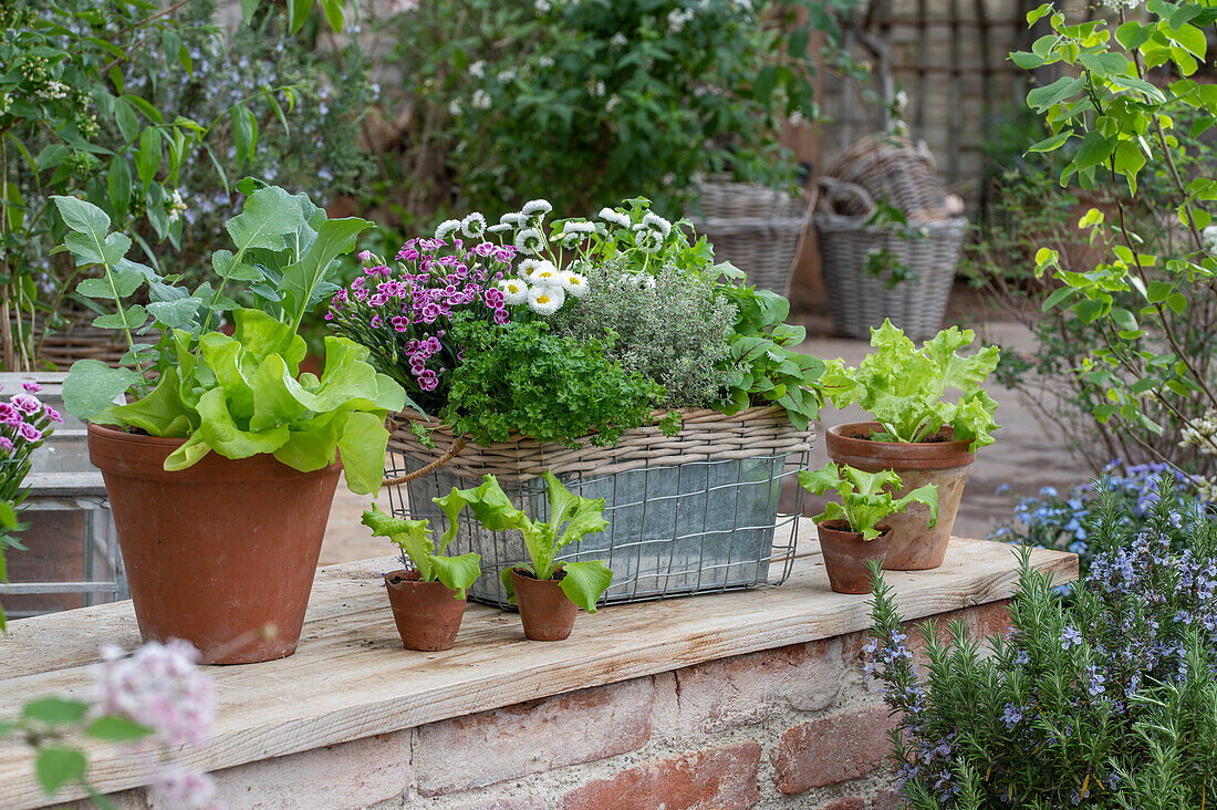 Seedlings of radish, iceberg lettuce in pots, parsley, cloves, thyme, daisies and sorrel in a window box