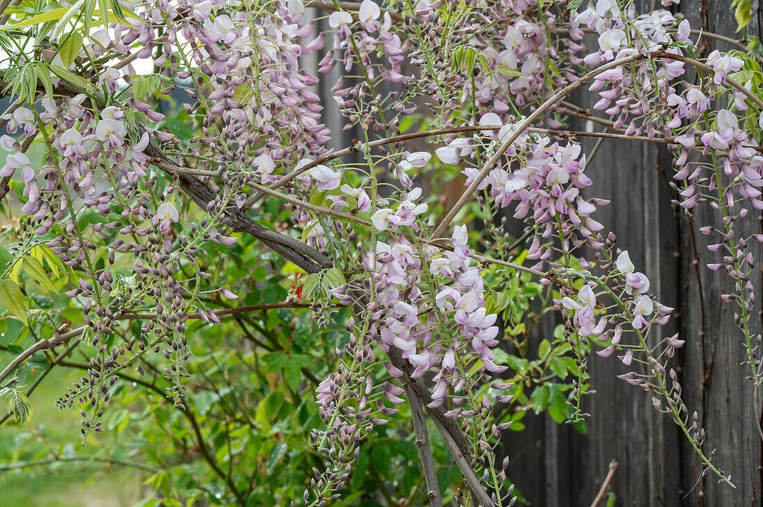 Blue rain (Wisteria), flowering branches on garden fence