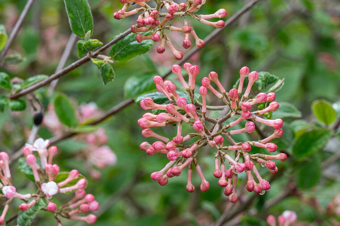 Korean viburnum (Viburnum) with pink buds, portrait