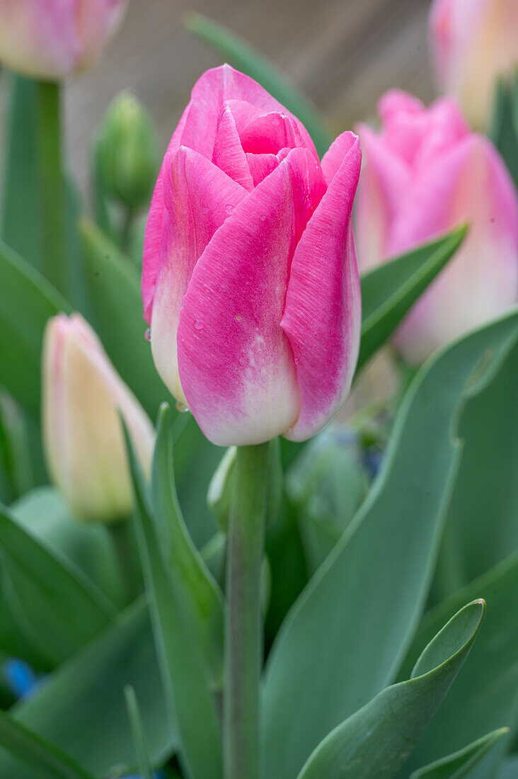 Tulip 'Holland Chic' (Tulipa), flower portrait