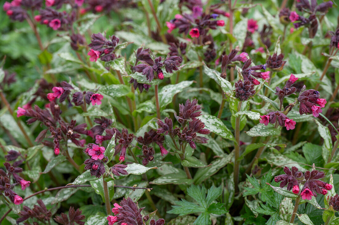 Red-flowered lungwort (Pulmonaria), close-up