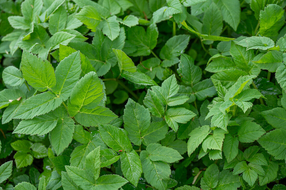 Giersch (Aegopodium Podagraria), Blätter, close-up