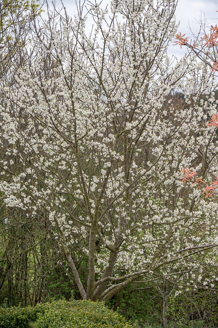 Blühender Mirabellenbaum 'Nancy' (Prunus domestica)