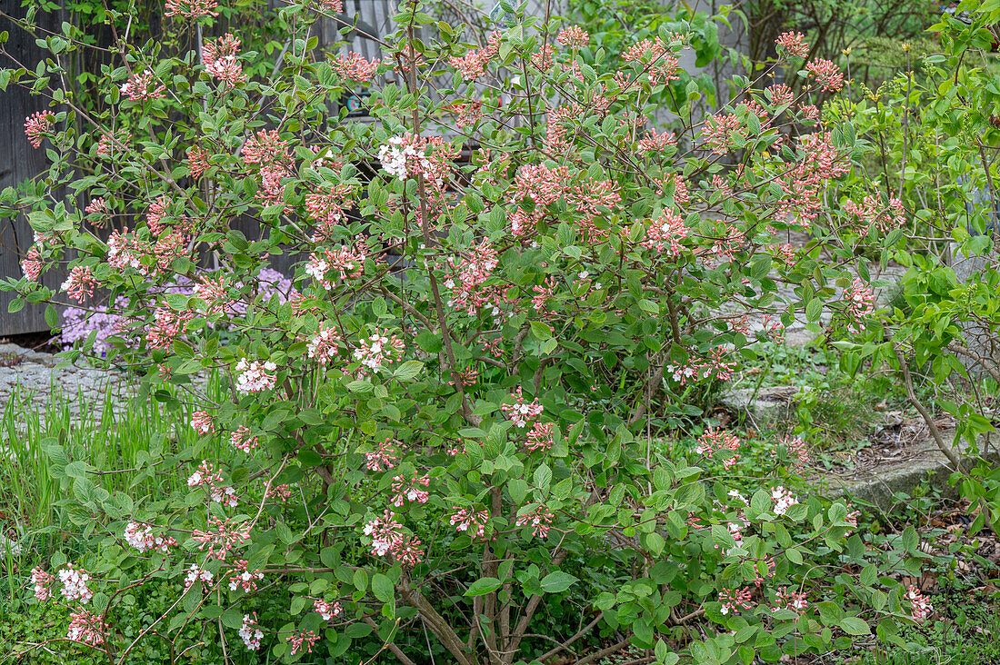 Korean snowball (Viburnum) in the garden