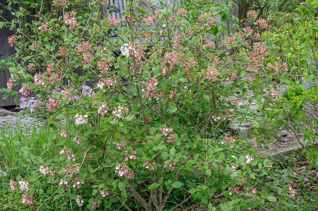 Koreanischer Schneeball (Viburnum) im Garten